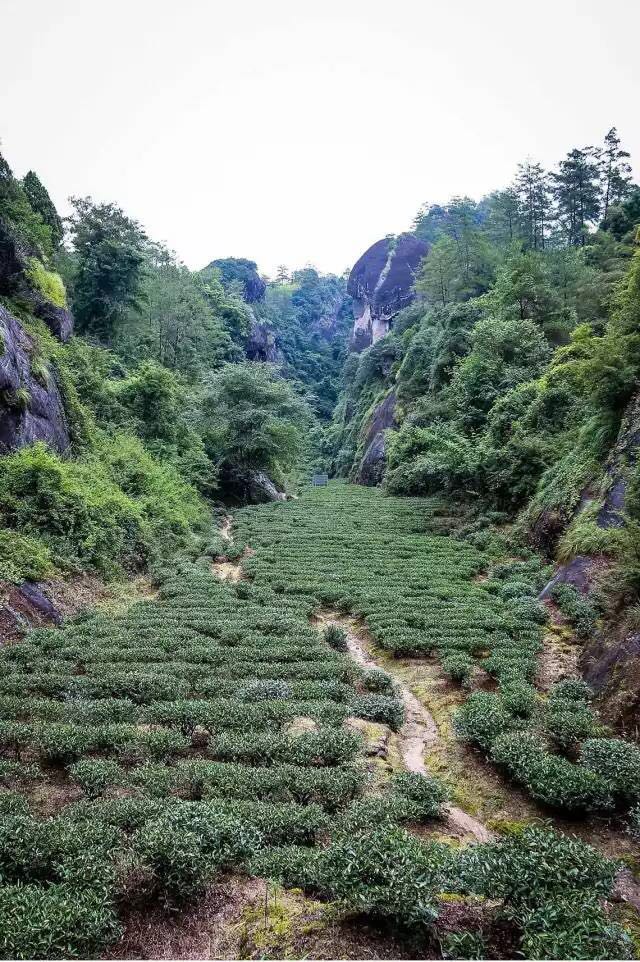 武夷山為什么盛產(chǎn)茶葉，武夷山茶為什么好喝？