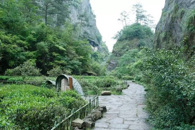 武夷山為什么盛產(chǎn)茶葉，武夷山茶為什么好喝？