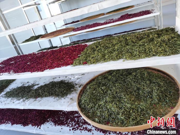 圖為王玲玲收購的各種山茶?！⊥貘Q遠(yuǎn) 攝