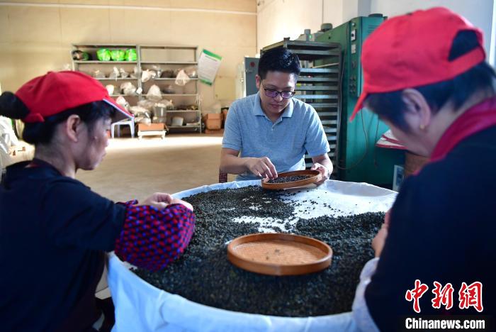 圖為張元豪在生產(chǎn)車間內(nèi)與工人一起查看茶葉品質(zhì)?！埍?攝