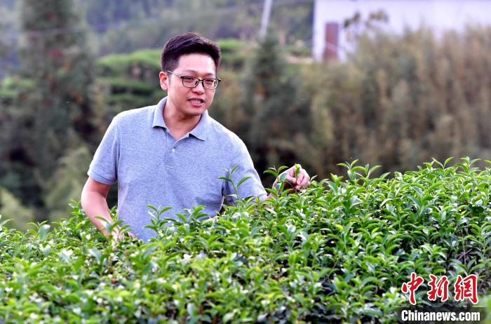 “臺二代”張元豪福建深山種茶十年：“來了，就對了”